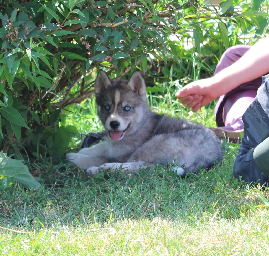 Of watson lake - Chiots disponibles - Siberian Husky