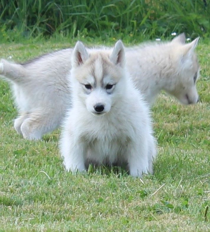 Of watson lake - Chiots disponibles - Siberian Husky