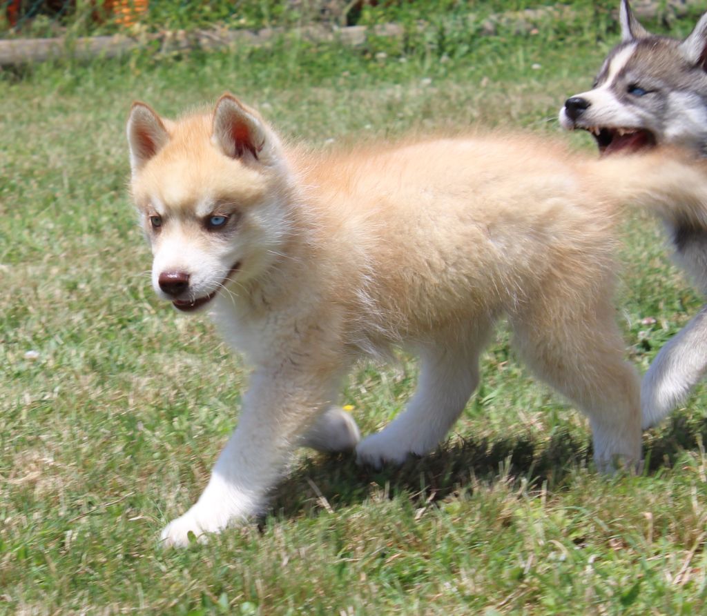 Of watson lake - Chiots disponibles - Siberian Husky