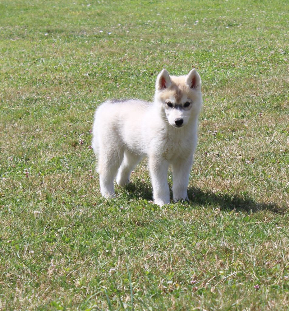 Of watson lake - Chiots disponibles - Siberian Husky