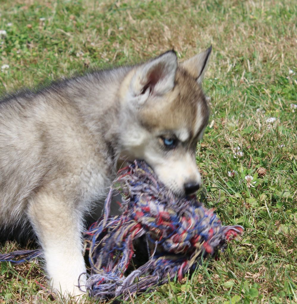 Of watson lake - Chiots disponibles - Siberian Husky